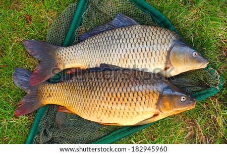 Catching fish. The common carp in a landing net.