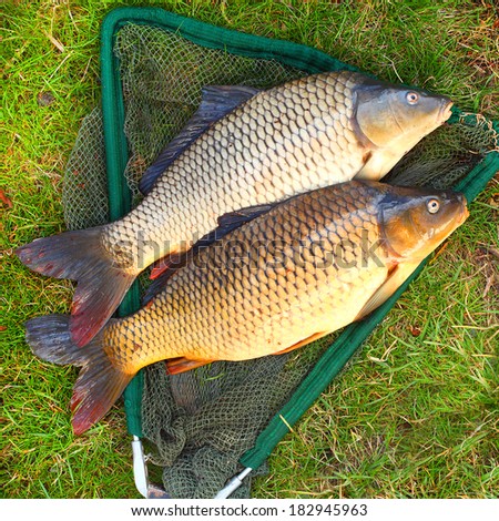 Catching fish. The common carp in a landing net.