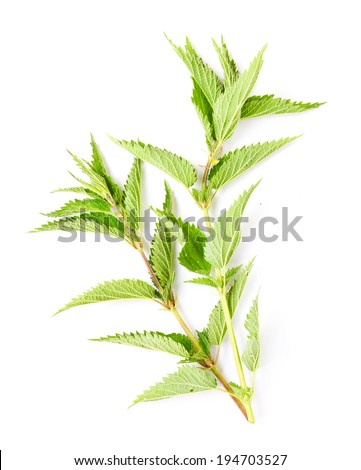 Stinging nettle (Urtica dioica) is rich in vitamins A, C, iron, potassium, manganese, and calcium. Herb can be used to treat arthritis, anemia, hay fever, kidney problems and pain.