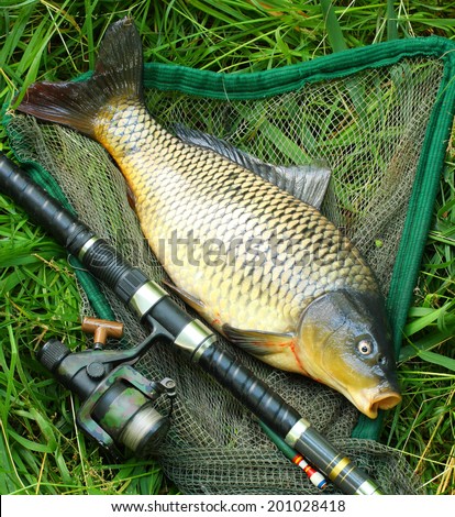 Catching fish. The Common Carp (Cyprinus Carpio) with fishing rod and landing net.