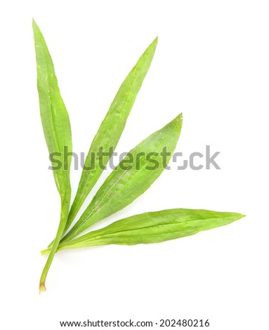 Ribwort plantain (Plantago lanceolata) leaves is used frequently in tisane and other herbal remedies. Plantain is one of the most abundant and accessible medicinal herbs.