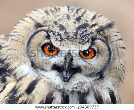The evil eyes. Angry Eagle Owl, Bubo bubo.