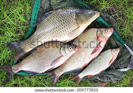 Catching fish. The Common Carp (Cyprinus Carpio), Common Bream (Abramis brama), Common Roach (Rutilus rutilus).