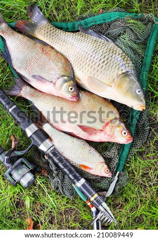 Catching fish. The Common Carp (Cyprinus Carpio), Common Bream (Abramis brama), Common Roach (Rutilus rutilus).