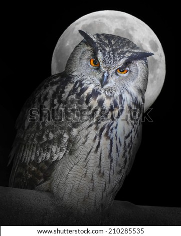 The Eagle owl (Bubo Bubo) and moon.