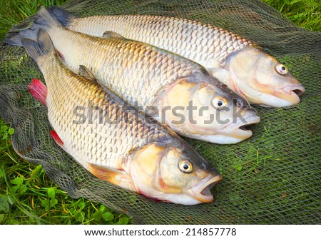 Catch of fishes. European Chub (Squalius cephalus).