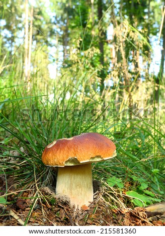 The Porcini (Boletus edulis) - edible mushroom. It is used also in mixed mushroom dishes, fried or steamed.