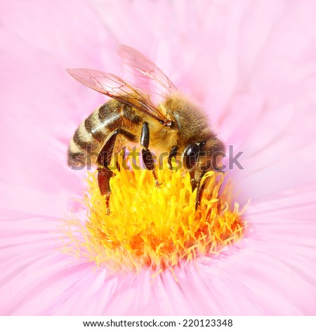 The European honey bee pollinating of a Aster.