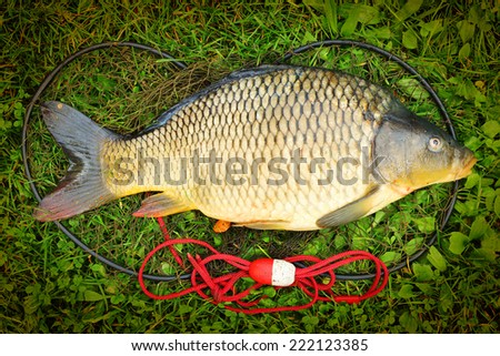 Catching fish. The Common Carp (Cyprinus Carpio).