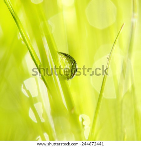Fresh morning dew on a spring grass in early morning. Natural background. Close up with shallow DOF.