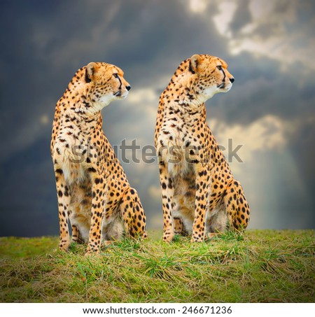 The Cheetah (Acinonyx jubatus) in african savanna. Fastest mammal on the world as fast as 112 to 120 km/h (70 to 75 mph).
