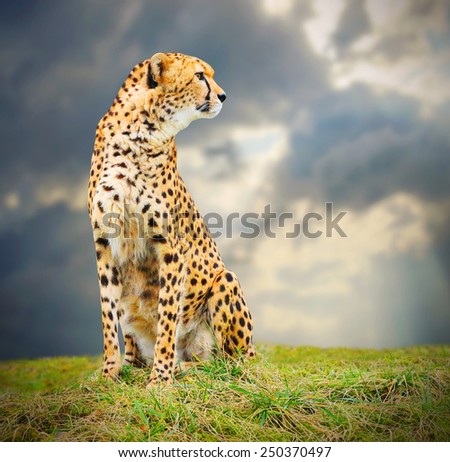 The Cheetah (Acinonyx jubatus) in african savanna.