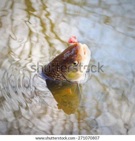Catch of fish. European Chub (Squalius cephalus).
