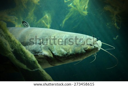 Underwater photo of The Catfish (Silurus Glanis). Biggest predatory fish in European lakes and river.