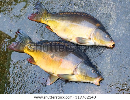 Fishing catch. The Common Carp ( Cyprinus Carpio ). In Central Europe ( Poland and Czech Republic ), fish is a traditional part of a Christmas Eve dinner.