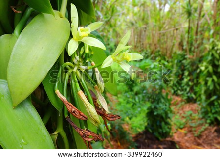 Vanilla plantation on Reunion Island. Agriculture in tropical climate.