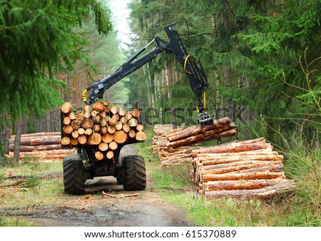 The harvester working in a forest. Harvest of timber. Firewood as a renewable energy source. Agriculture and forestry theme.