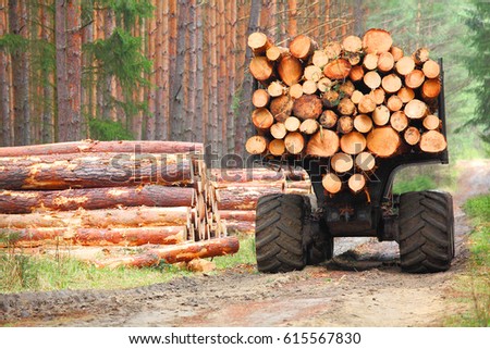 The harvester working in a forest. Harvest of timber. Firewood as a renewable energy source. Agriculture and forestry theme.