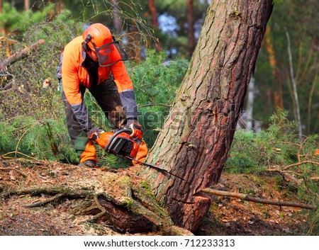 The Lumberjack working in a forest. Harvest of timber. Firewood as a renewable energy source. Agriculture and forestry theme. People at work.