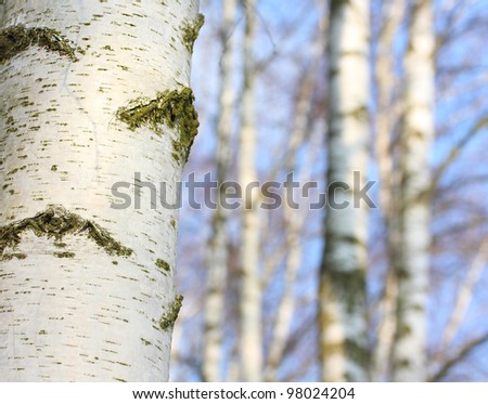Birch forest. Betula pendula (Silver Birch) Birch resin is used in the pharmacy and cosmetics industry (hair conditioner). Close up with shallow dof.
