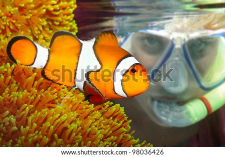 Female scuba diver looking up to a Clown fish in tropical sea.