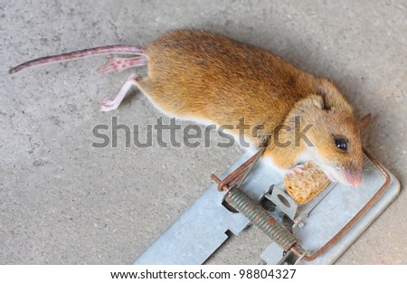 stock-photo-the-mouse-with-her-cheese-in-the-trap-close-up-with-shallow-dof-98804327.jpg