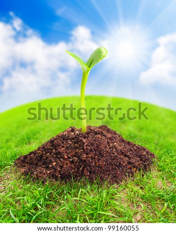 Green globe with young seedling growing in a soil. Environmental protection concept.