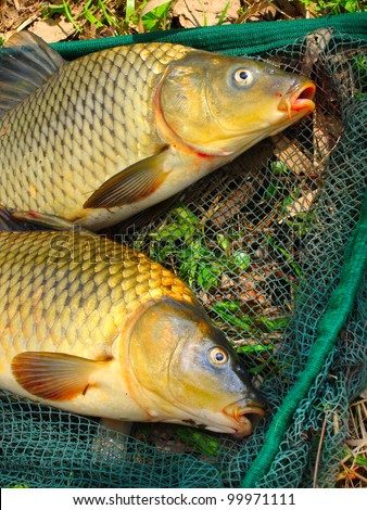 The common carp in fish net. Harvest of a pond.