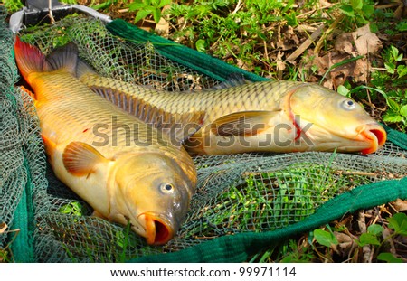 The common carp in fish net. Harvest of a pond.