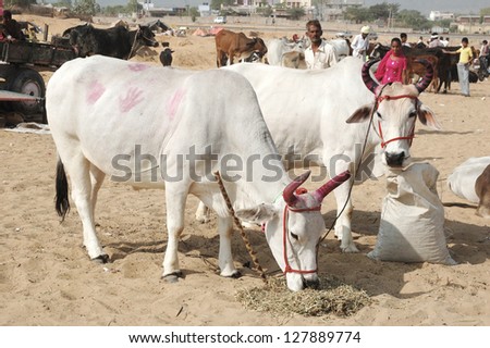 PUSHKAR, INDIA - NOVEMBER 21: Two  cows with panted pink horns and colourful handprints on their skin eating hay at nomad\'s camp at camel mela holiday in Pushkar on November 21,2012 in Pushkar,India