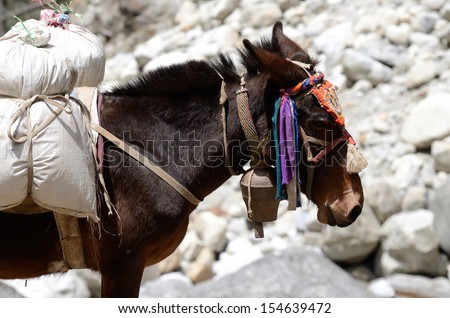 Portrait of donkey with heavy load at Everest Base Camp trek in Sagarmatha  region, Nepal ,Asia
