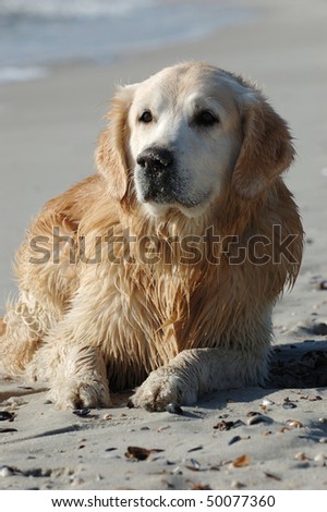 Golden retriever dog lying on the beach