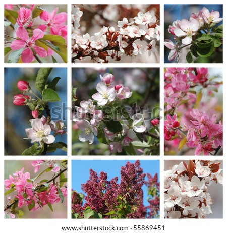 Spring season - nature collage with sakura,apricot,lilac and apple tree flowers
