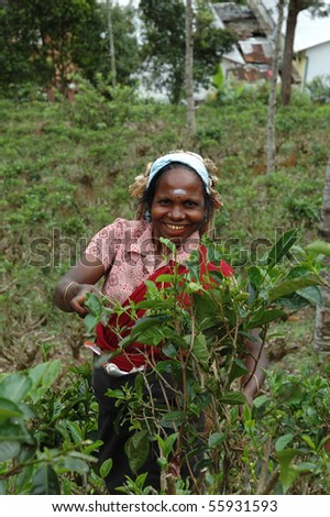 NUWARA ELLIYA, SRI LANKA - DECEMBER 20: woman gathering tea leaves for a living December 20,2009 in Sri Lanka. Nuwara Elliya is town in the central highlands of Sri Lanka famous for its tea plantations