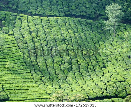 Rows of tea bushes at one of the most high altitude tea plantations in Munnar,India,Kerala