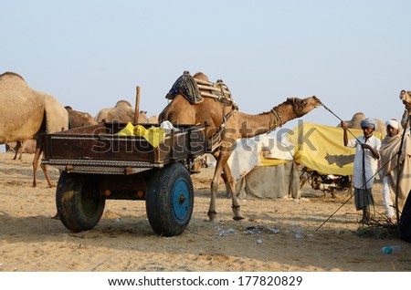 PUSHKAR, INDIA - NOVEMBER 13:Unidentified tribal people are preparing to traditional cattle fair holiday in nomadic camp at Pushkar holy town on November 13,2013 in Pushkar, Rajasthan, India