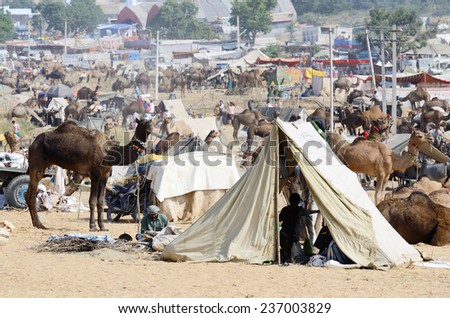 PUSHKAR, INDIA - NOVEMBER 13:Unidentified tribal people are preparing to cattle fair in nomadic camp during traditional camel mela in Pushkar on November 13,2013 in Pushkar, Rajasthan, India.