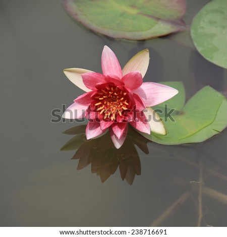 Twain pink water lily flower (lotus)? The lotus flower (water lily) is national flower for India. Lotus flower is a important symbol in Asian culture.