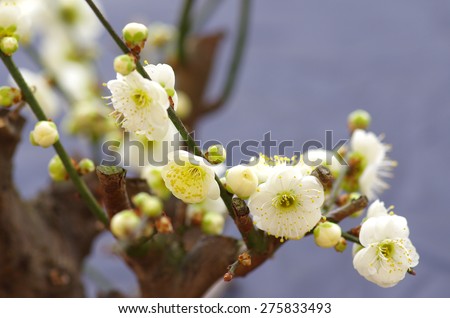 The plum flower blooming