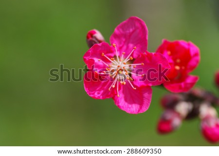 This is sun blossom in the peach blossom spring.