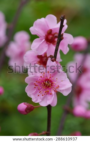 The plum flower blooming