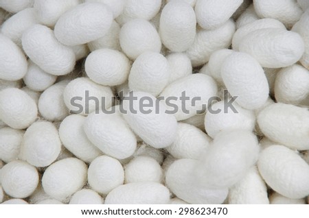 Silkworm pupa, silk cocoons