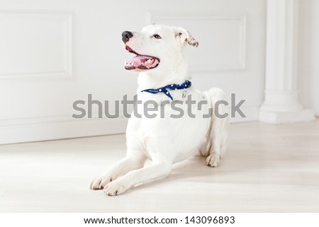 Beautiful white dog laying on the floor in the house.