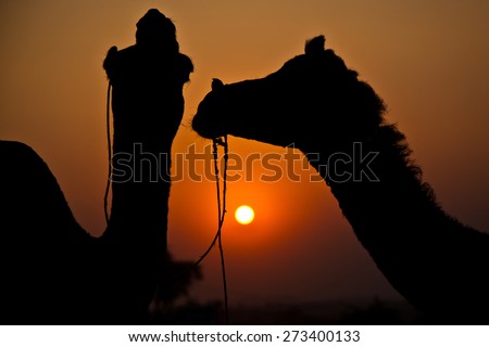 Pushkar, Rajasthan, India- Two camels silhouetted at the camel fair.