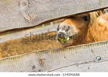 Young pony with dirty mouth looking through the wooden fence