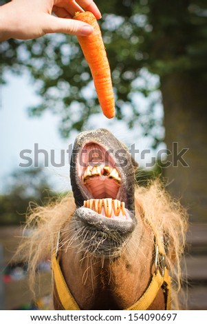 Close up of horse\'s mouth with bad teeth