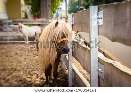 Old pony with long mane near wooden fence. Selective focus. Image taken with tilt shift lens.