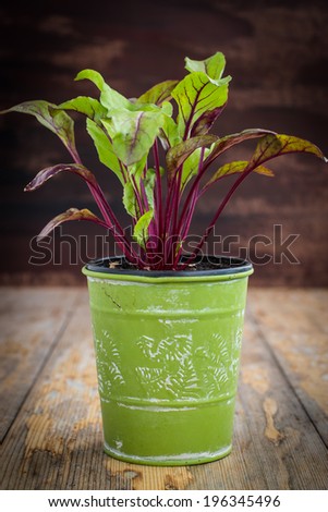 Young beetroot plant in green pot on rustic wooden table. Water drops on leaves. Selective focus.