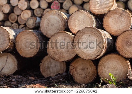Stack of cut tree logs, selective focus.
