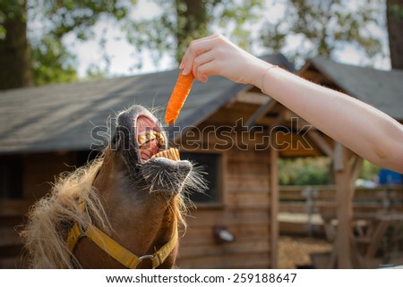 Old pony with bad teeth trying to bite a carrot. Selective focus.
